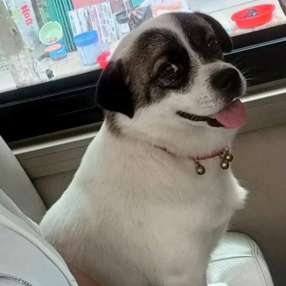 罗卜头$