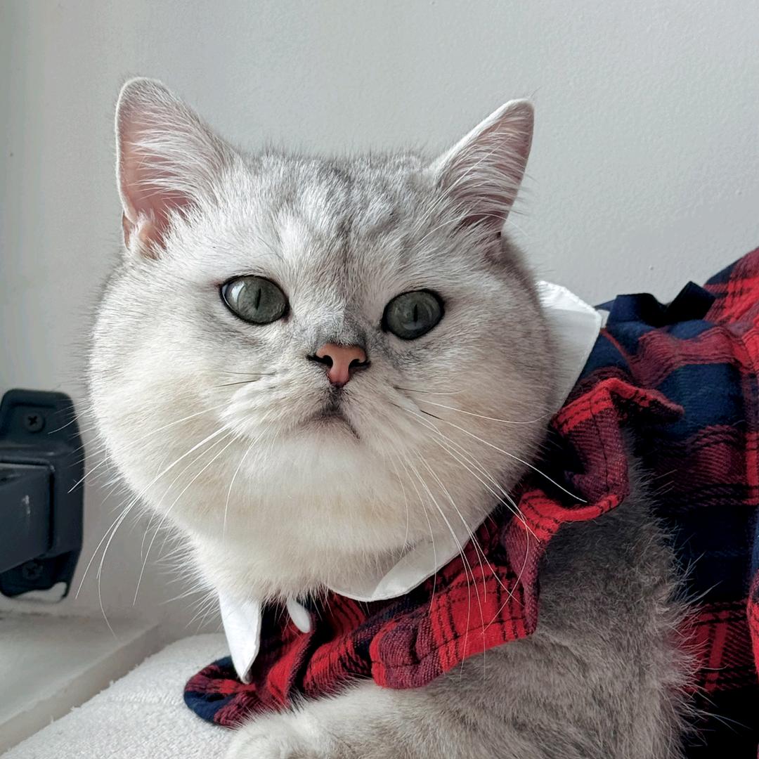 猪肉丸