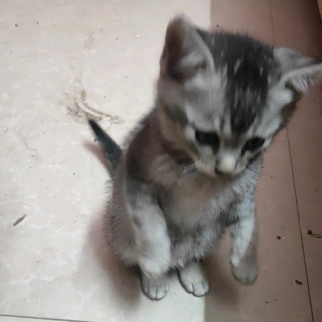 ✪ω✪