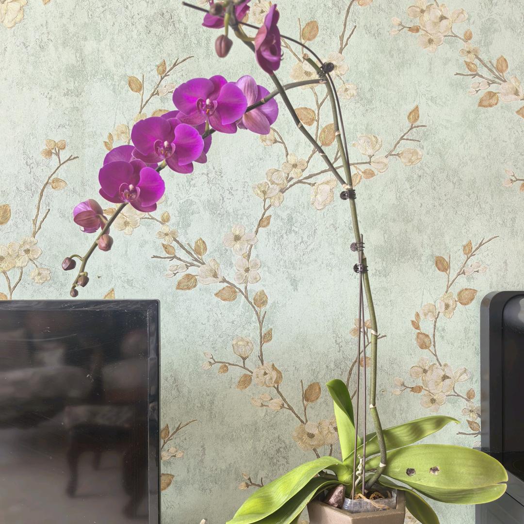 小容