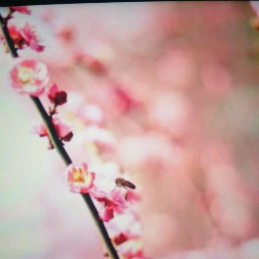 玉