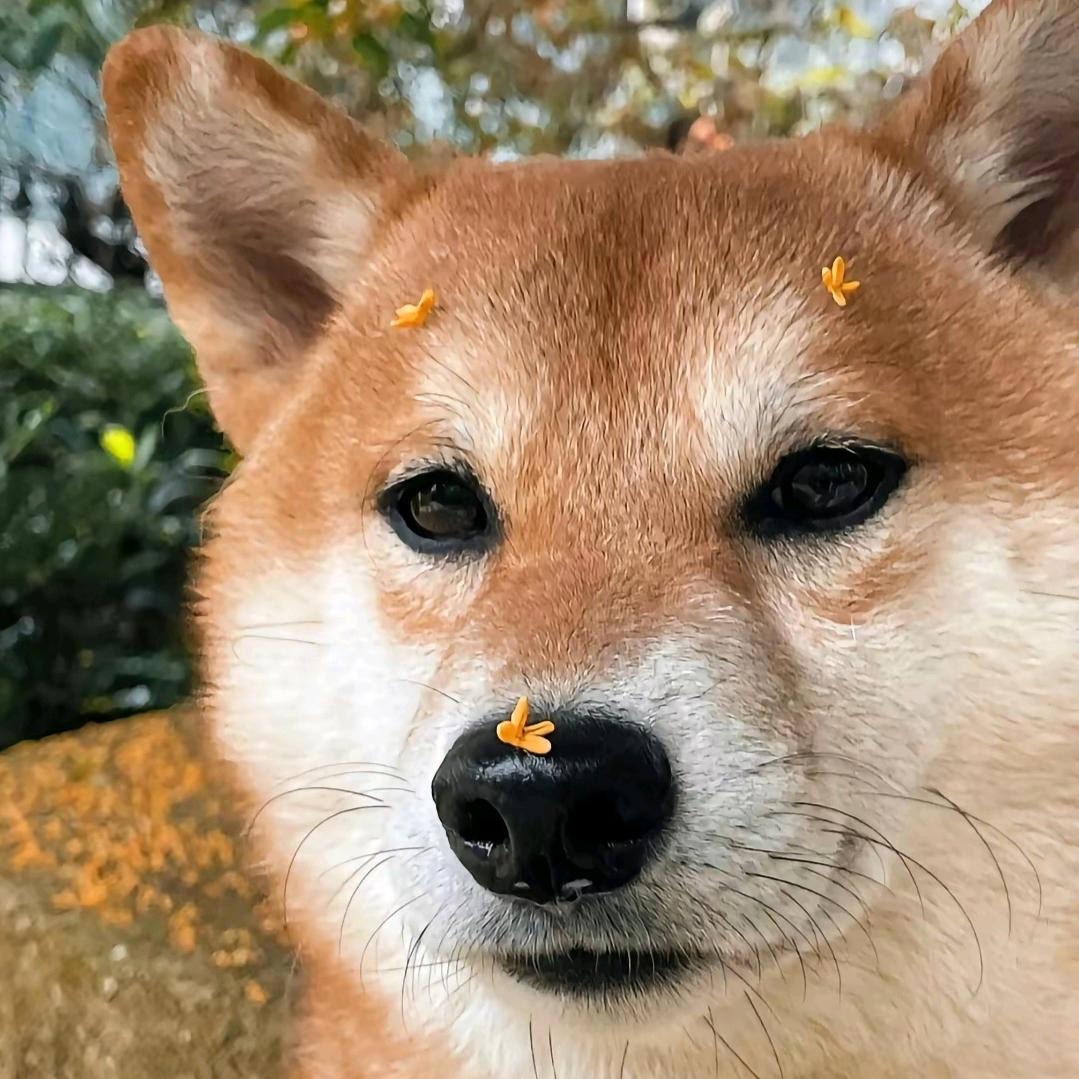 星际战甲（代号星）