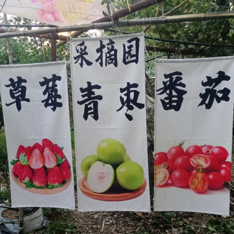 🇨🇳青枣草莓采摘园🔥