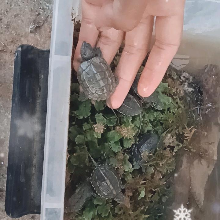 成分复杂的漂