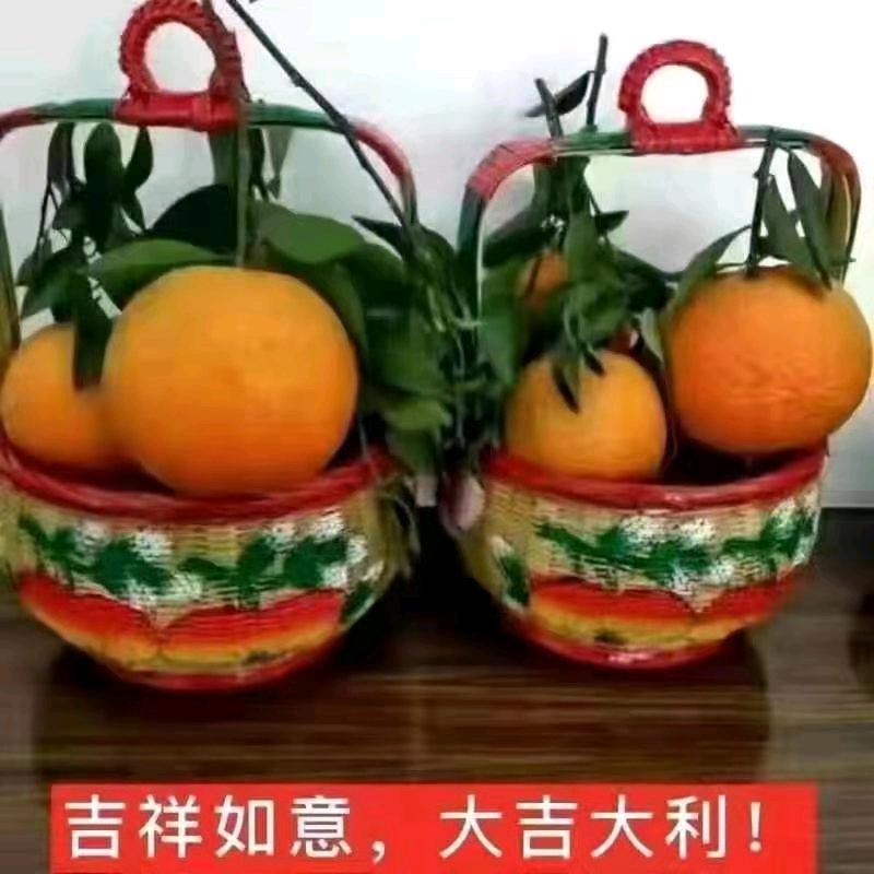 Zhang .hua
