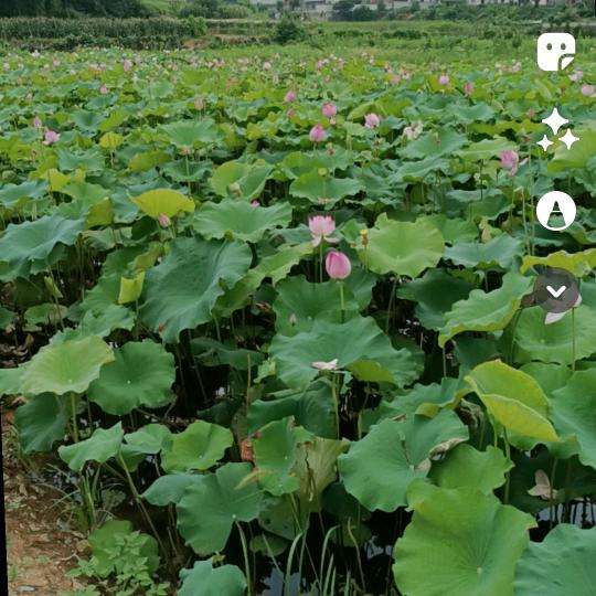 平平淡淡才是真