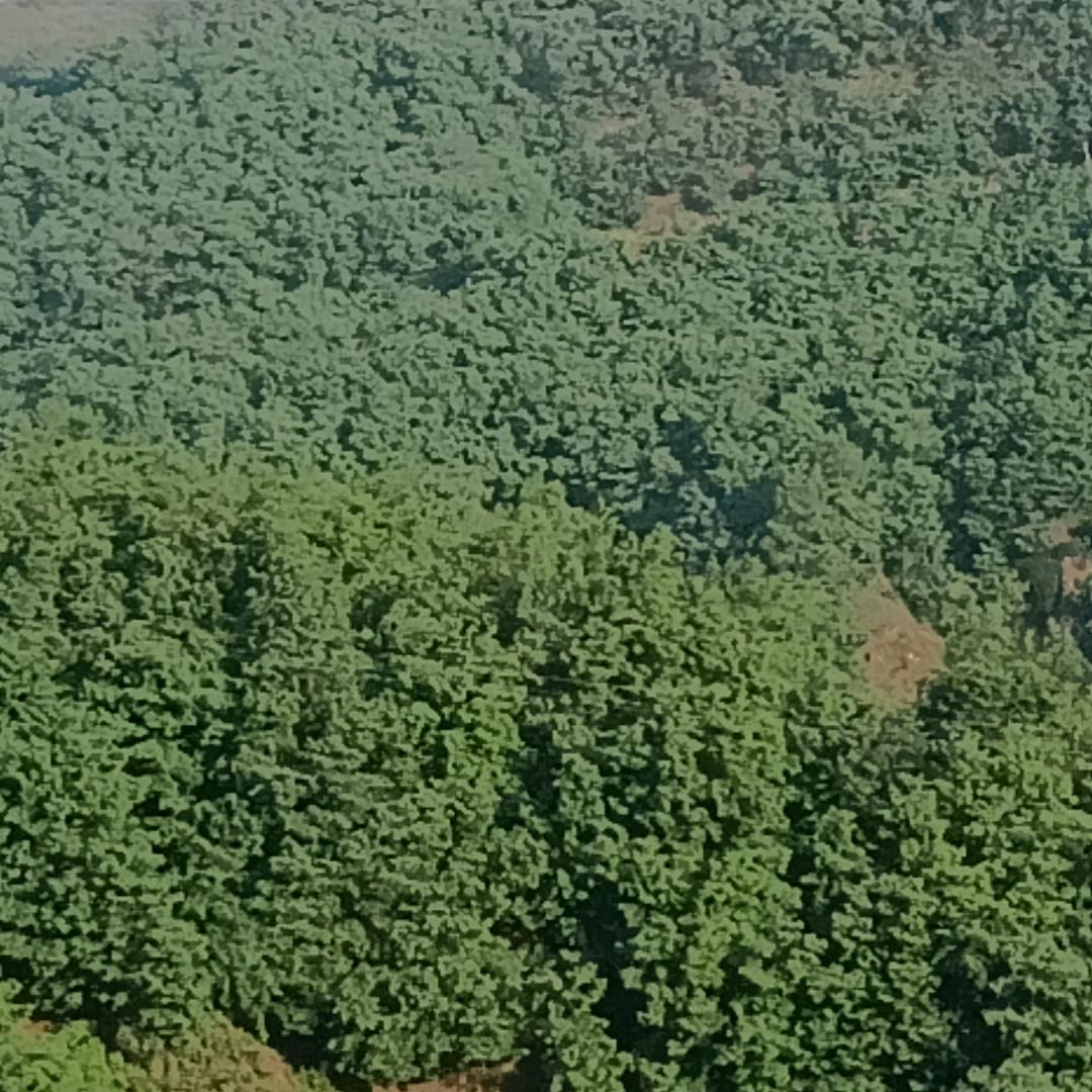 野狼