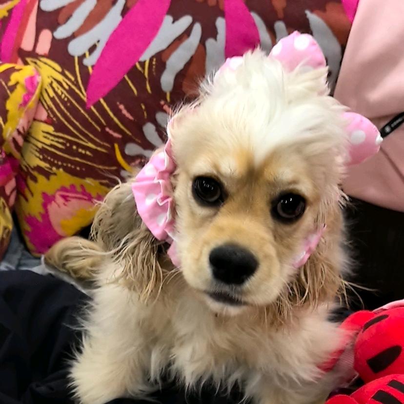 卡卡愣兔兔