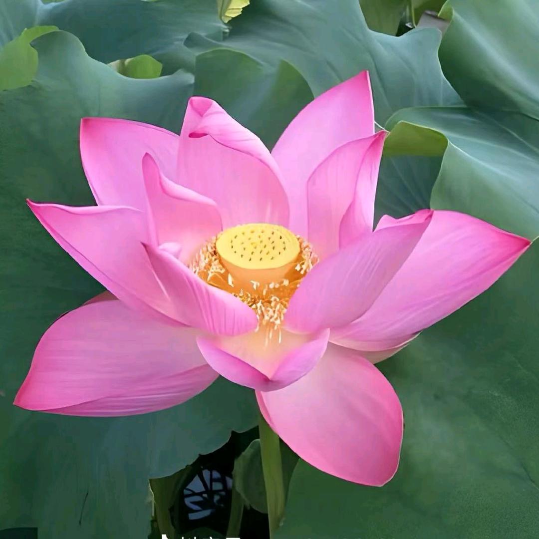 心愿软辅sup