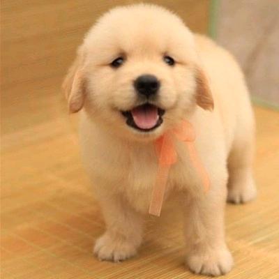 滨湖犬舍