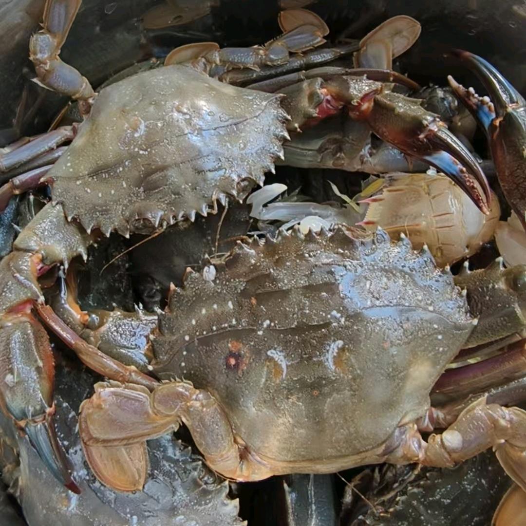 石狮赶海第一名