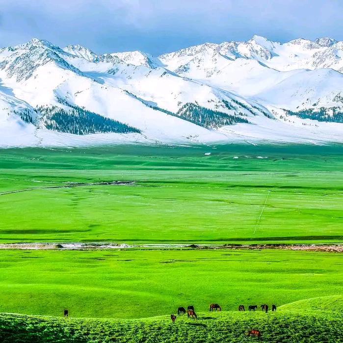 西域之旅奶粉