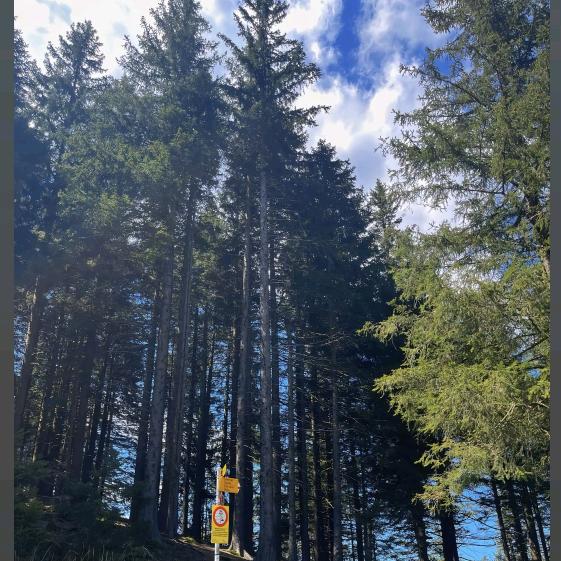 spruce.