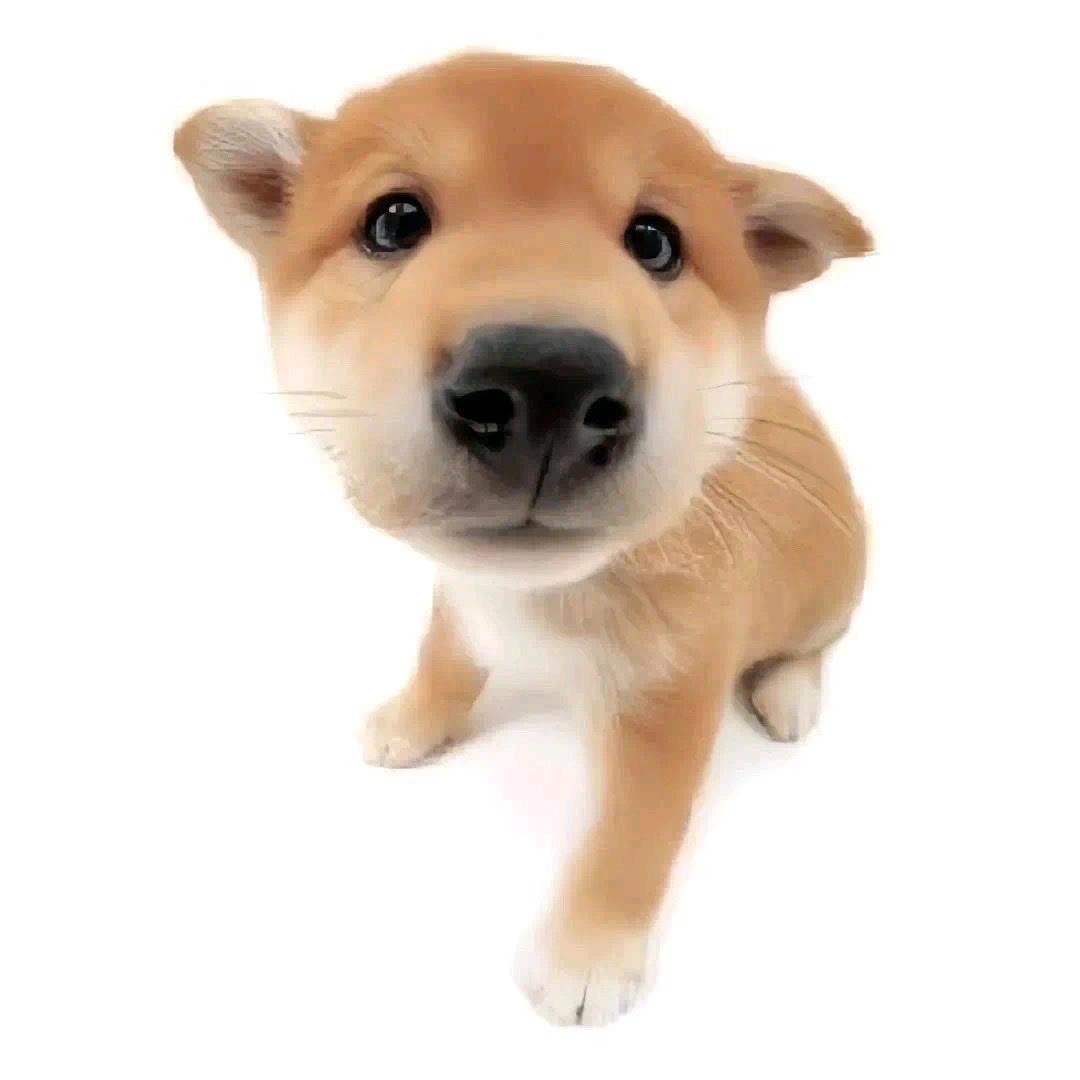 社恐专业户