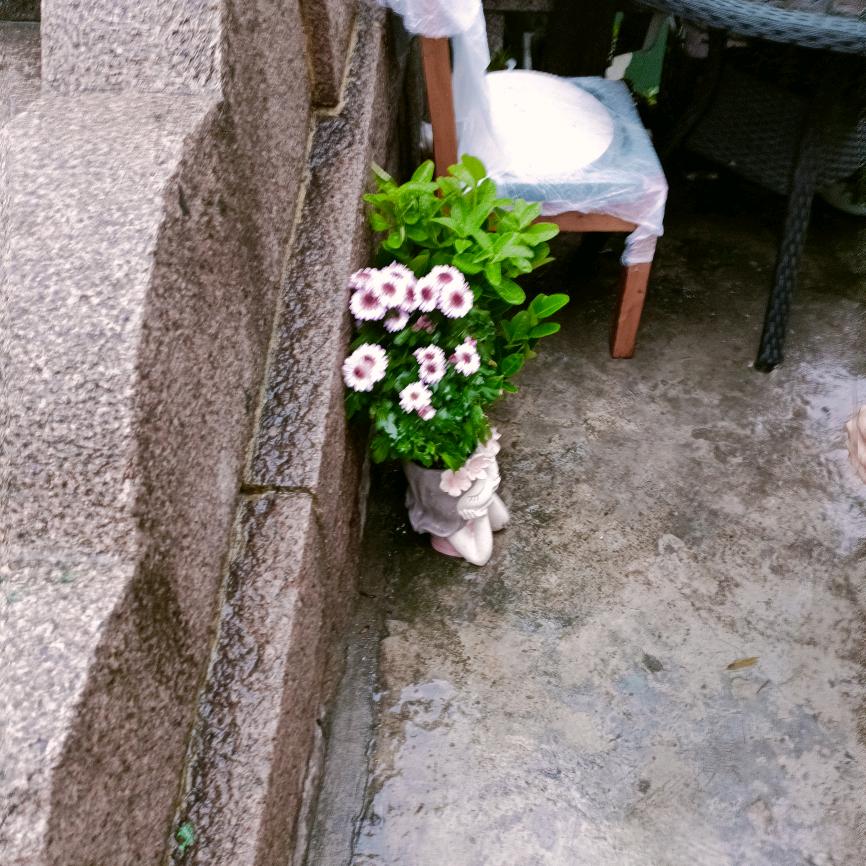 🌸开🌸落