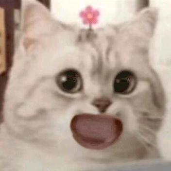 猫猫是我吖🐱