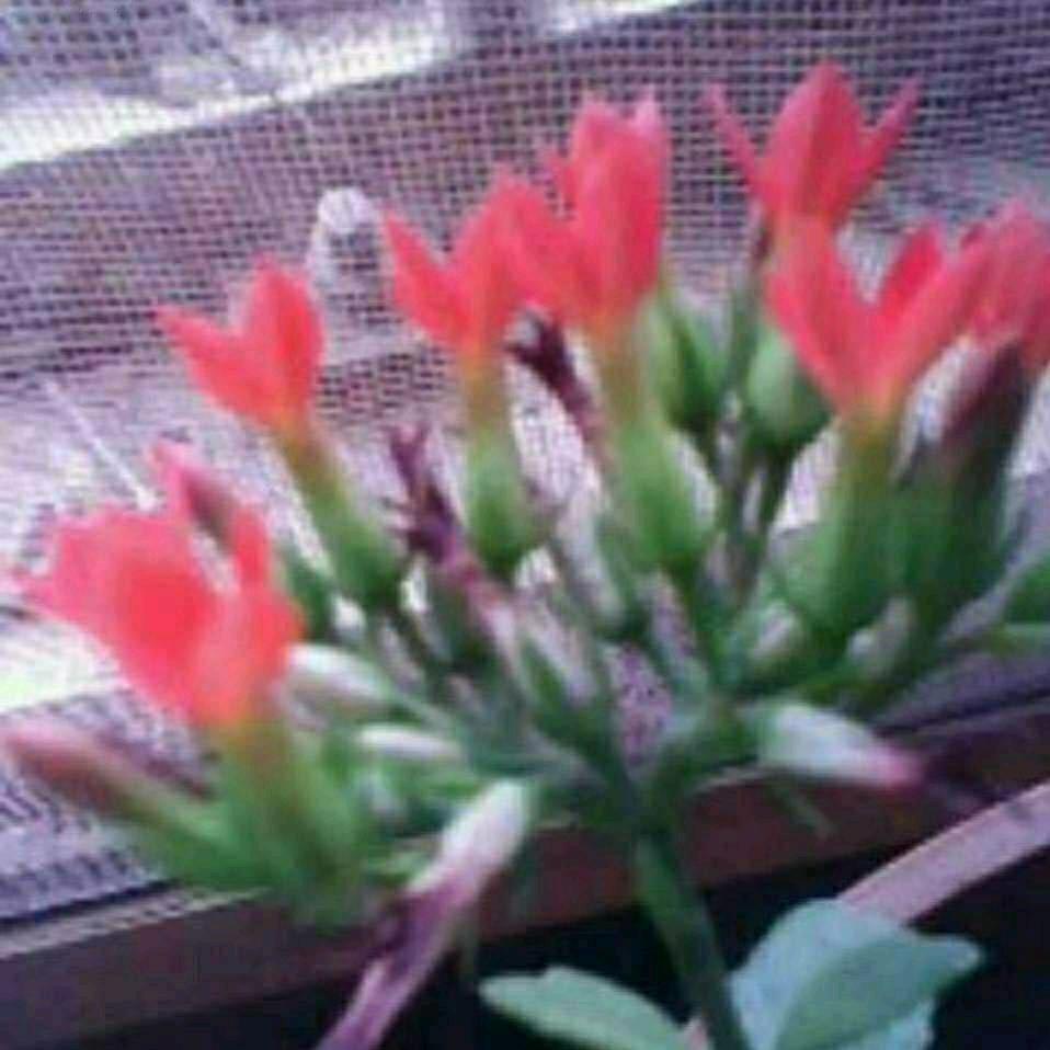 雪榕花