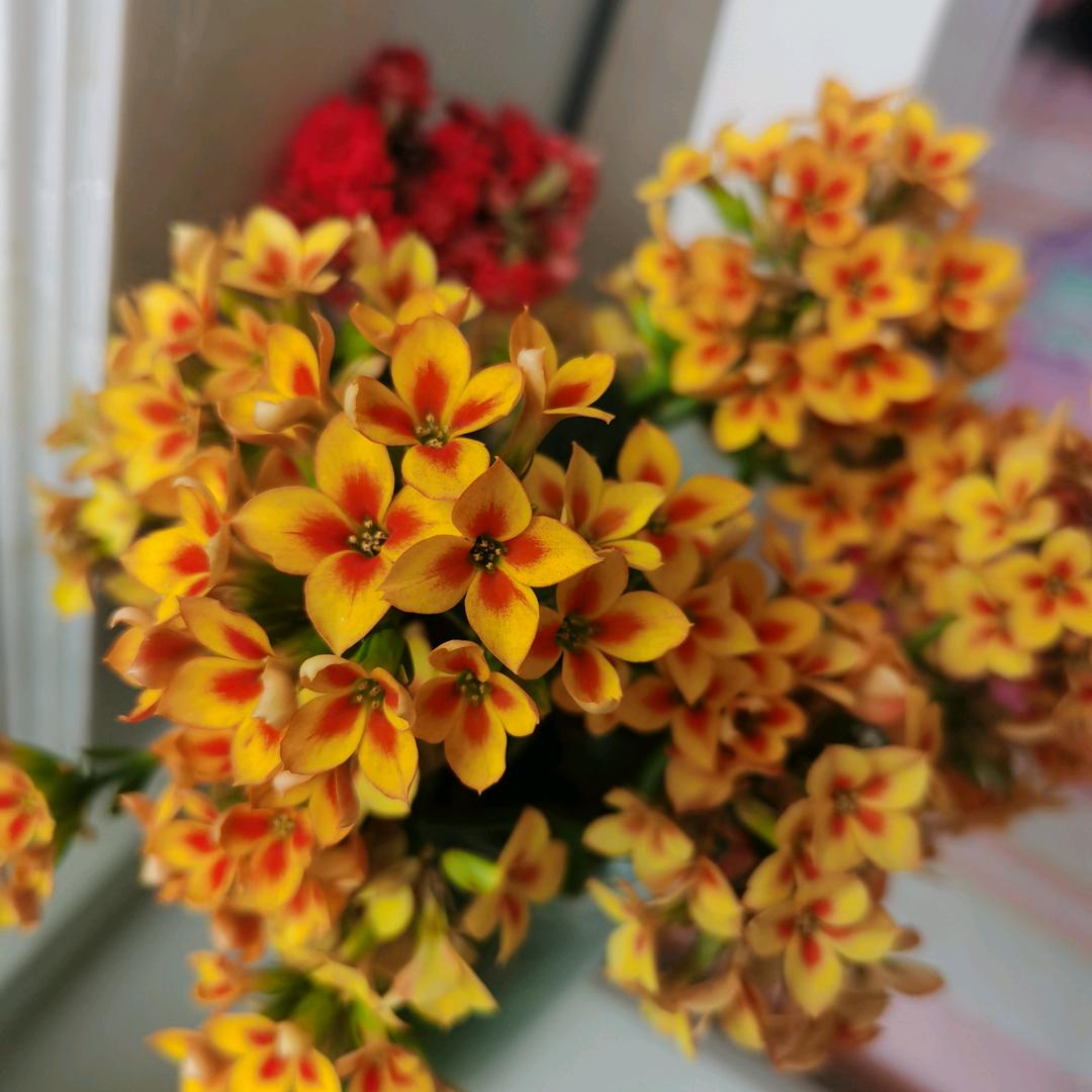 花花爱太阳