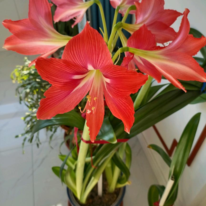 殷春华
