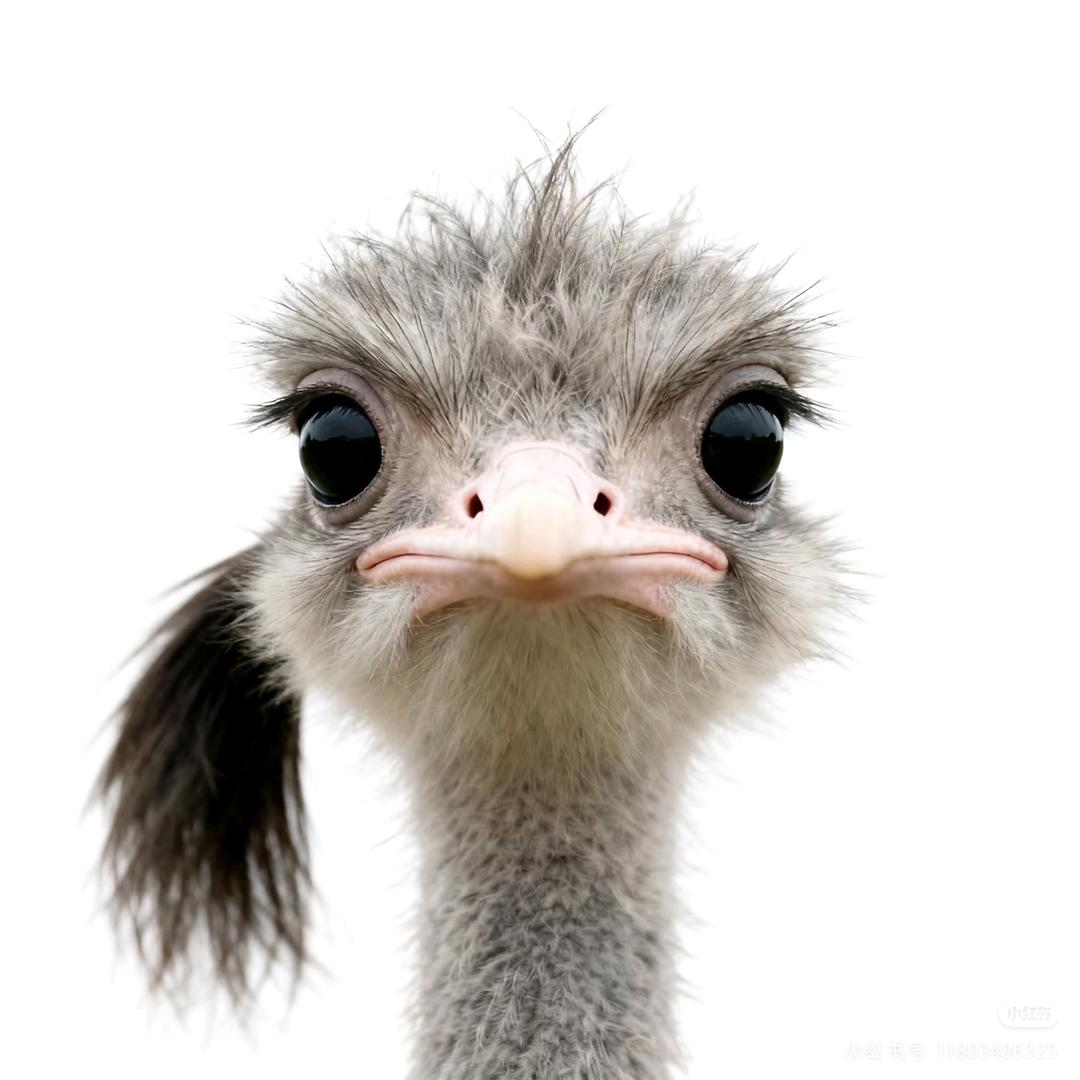 一朵风中摇曳的水仙花