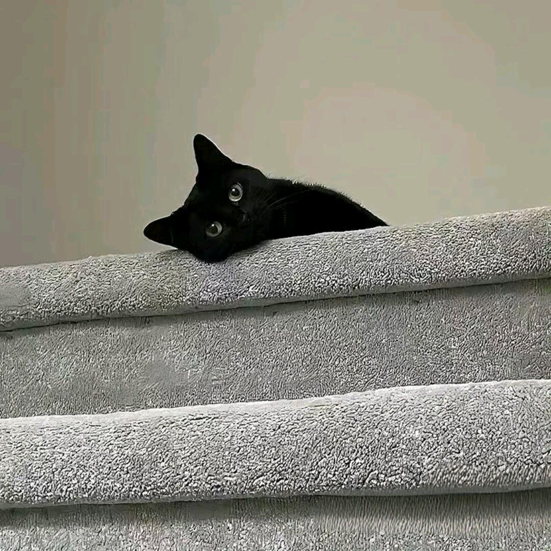 (•ิ_•ิ)?