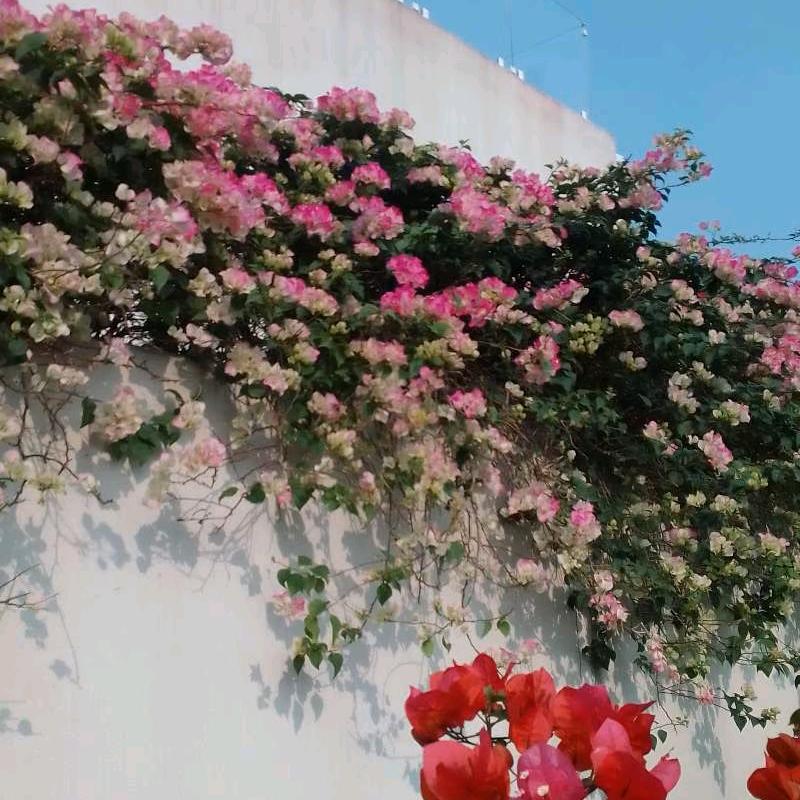 菲儿.♛