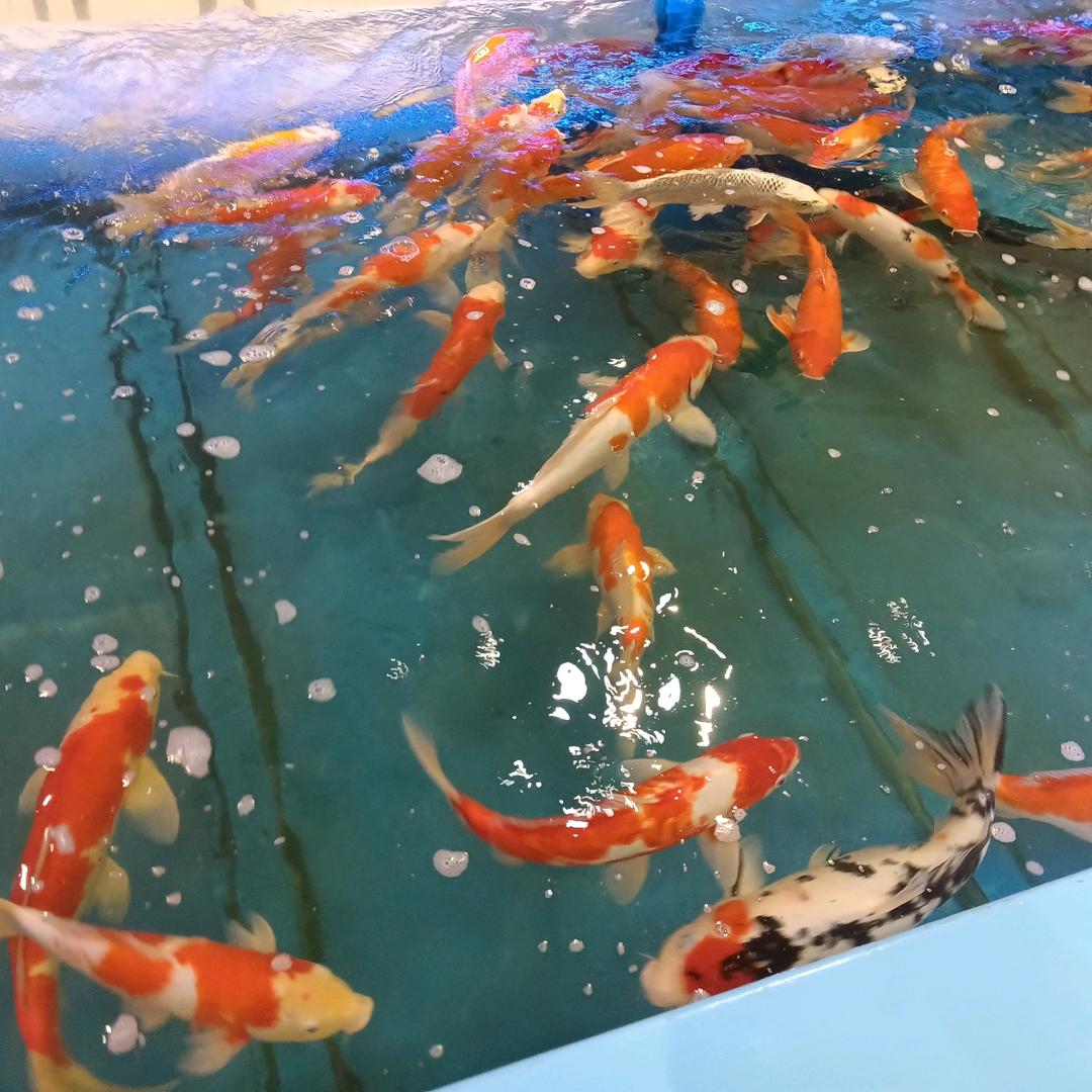 小蔡