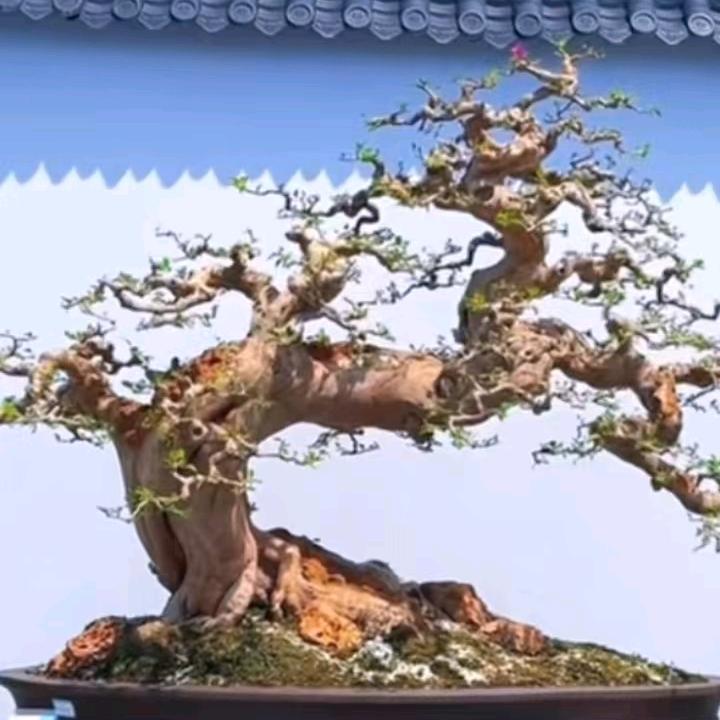 小王精品苗木供应，承信第一，