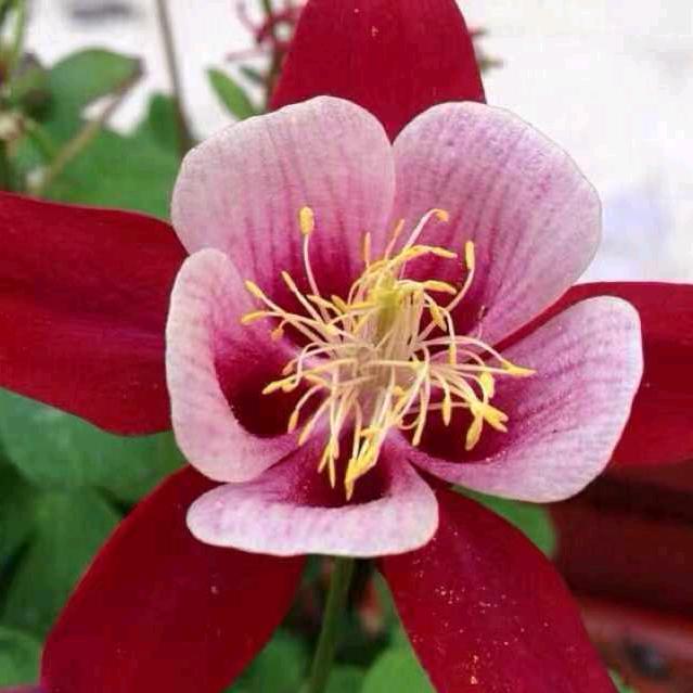 阿林'🌹