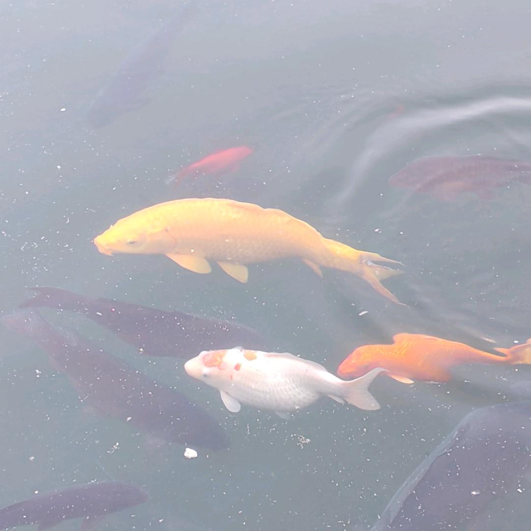 吟一曲   流年殇