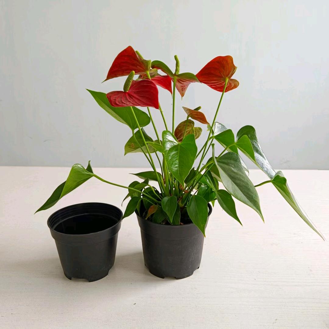 小园丁