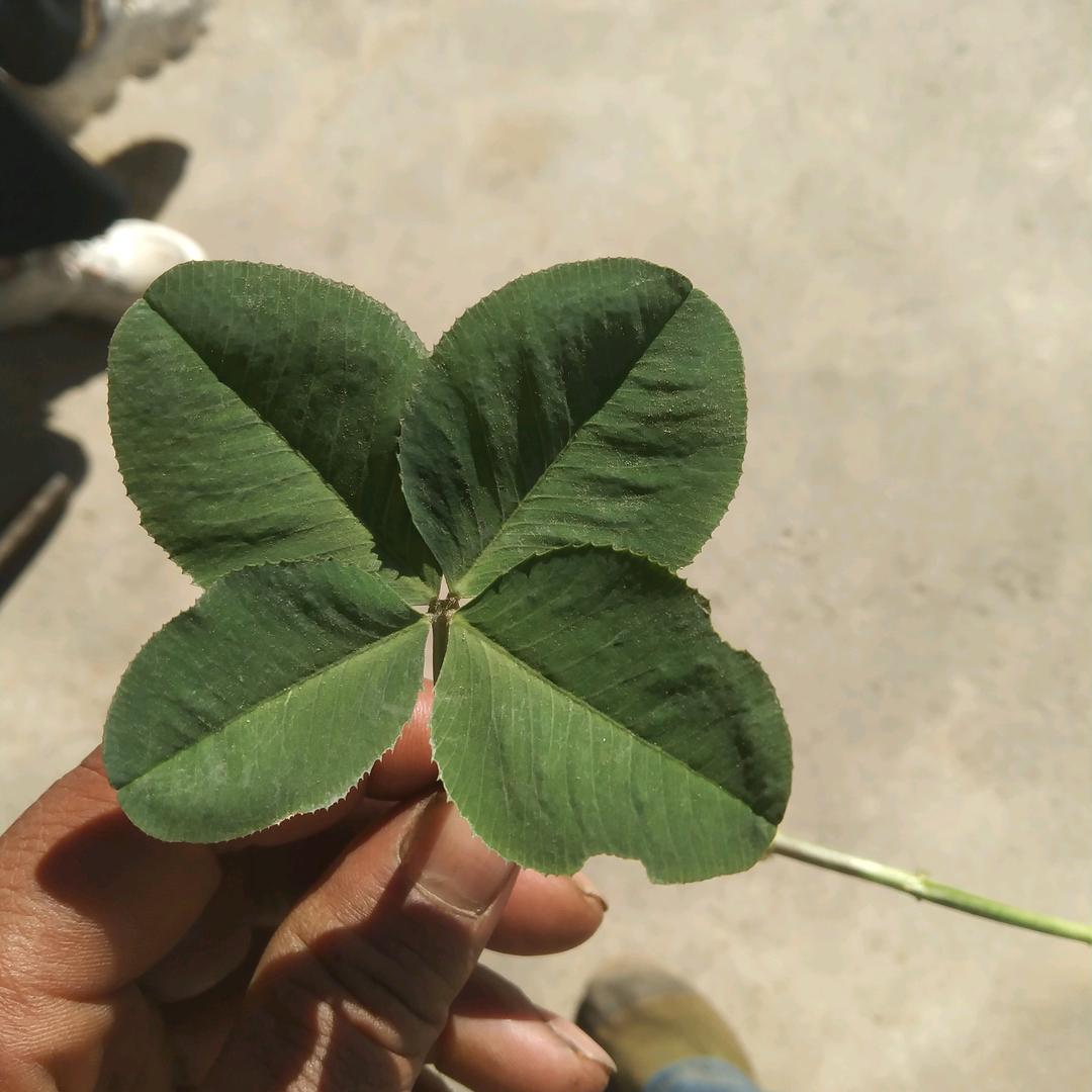 四叶草