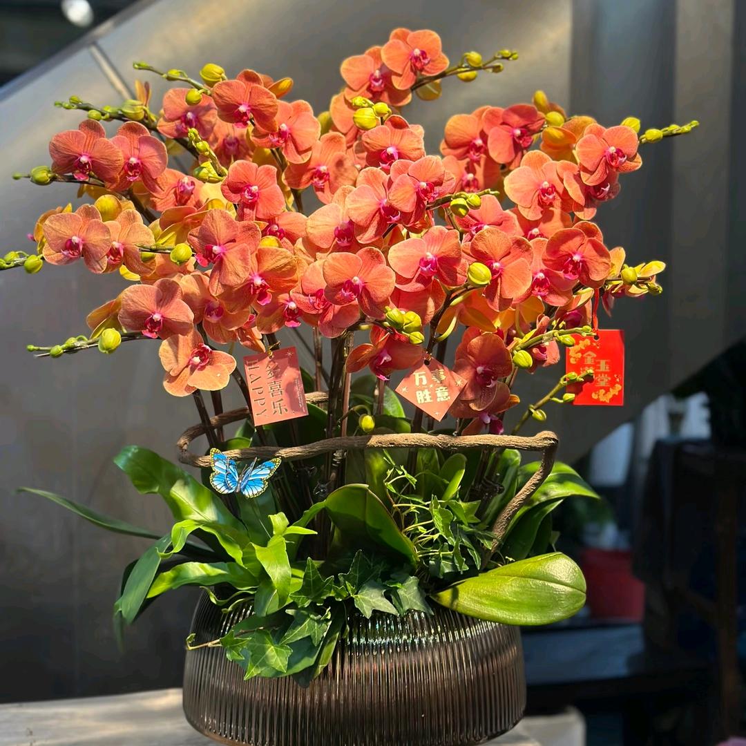 爱养花🌸