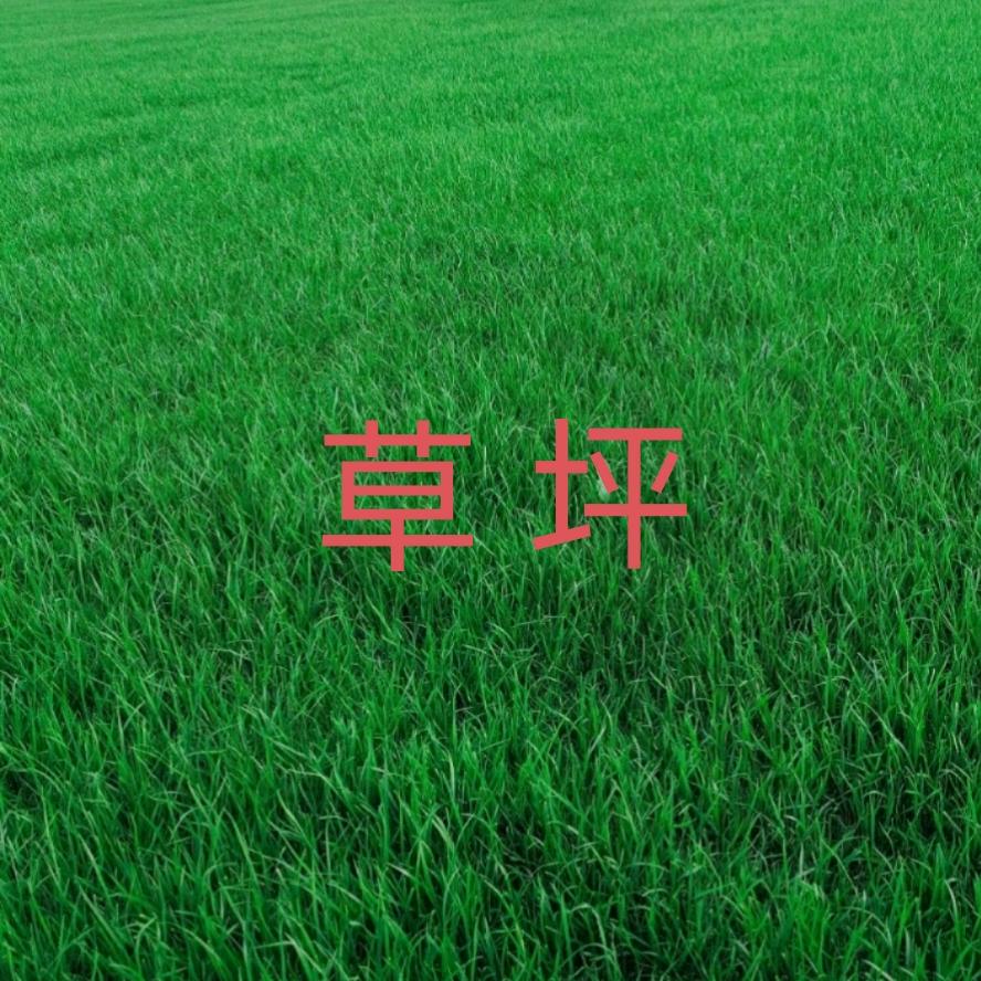 草坪草皮苗木种植基地合作社联盟