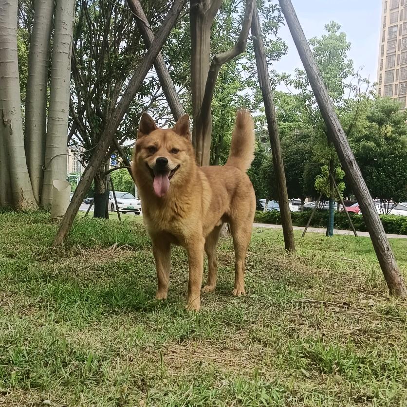 小小强cr