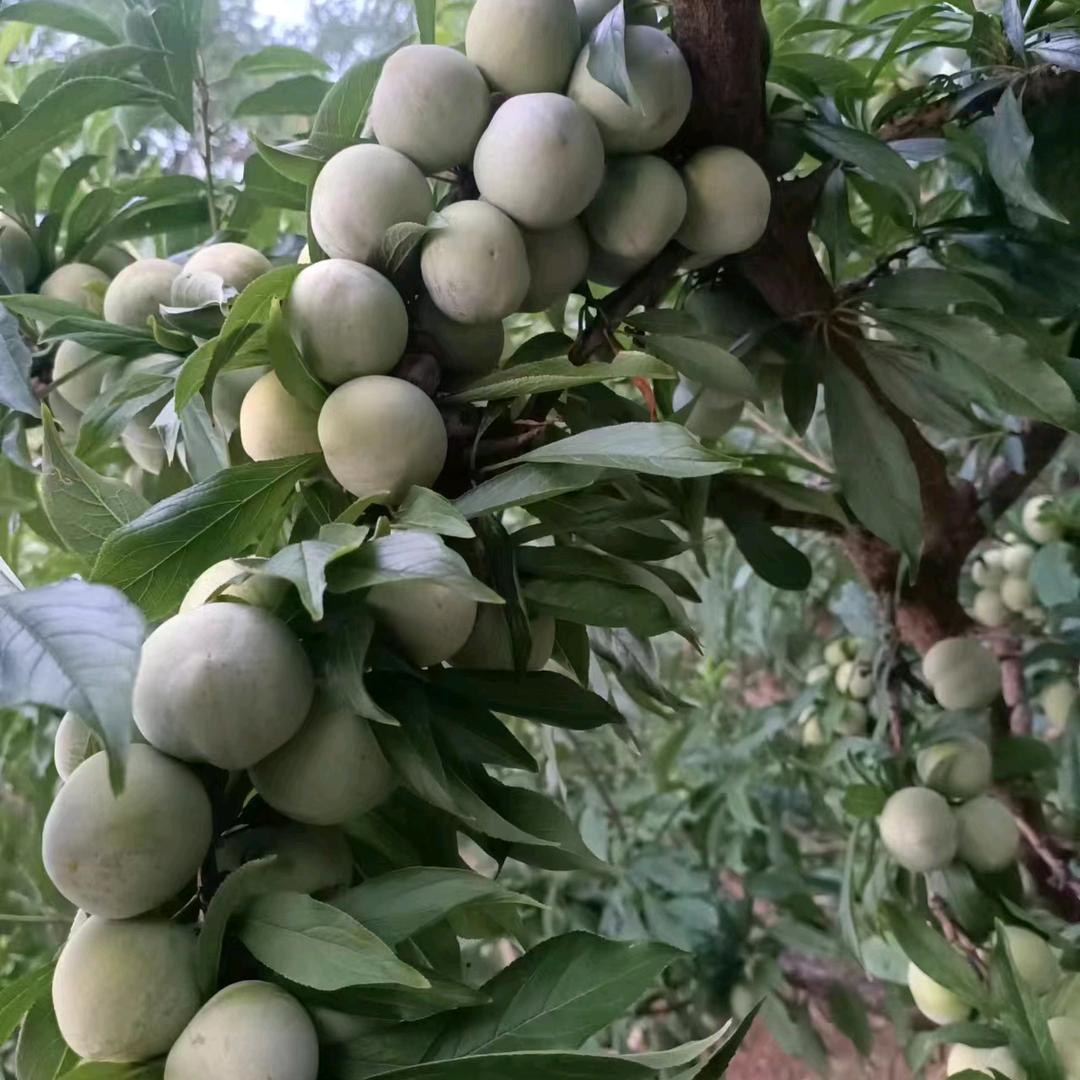 李子采摘员老板