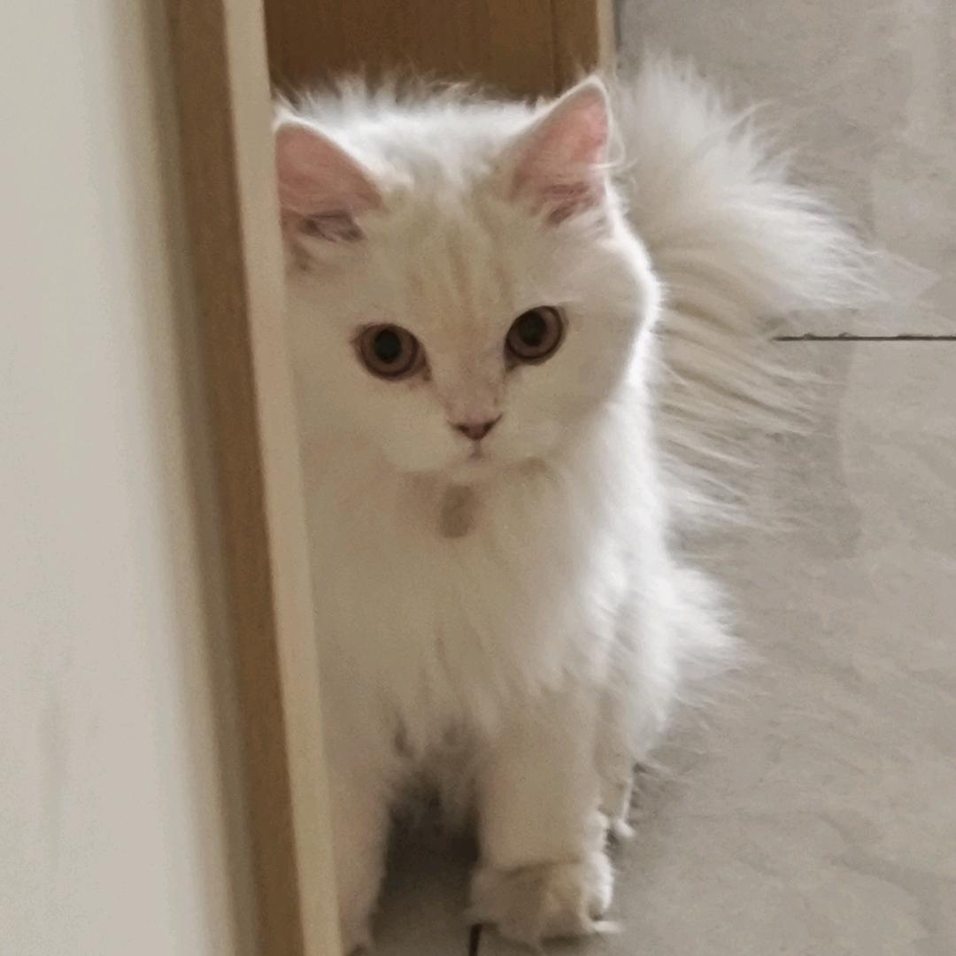 七月小咪