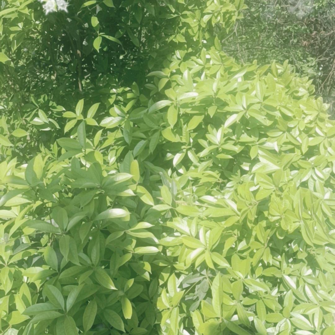 面对现|实