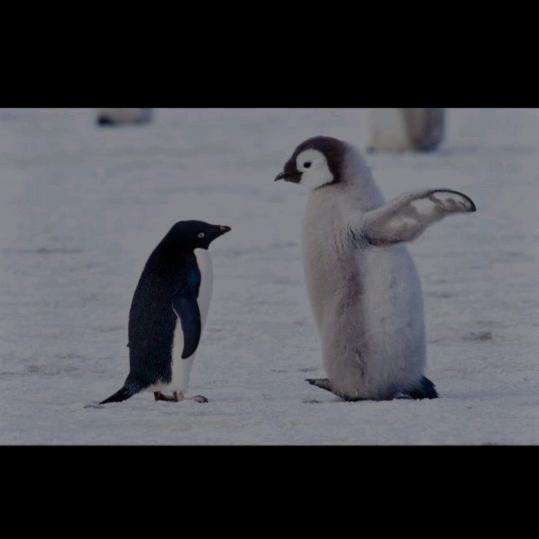 爱喝咖啡的鲲鲲