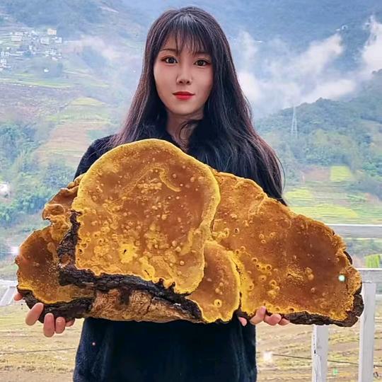 西藏桑黄山村夫人中草药滋补2号铺