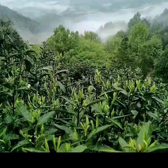 用户