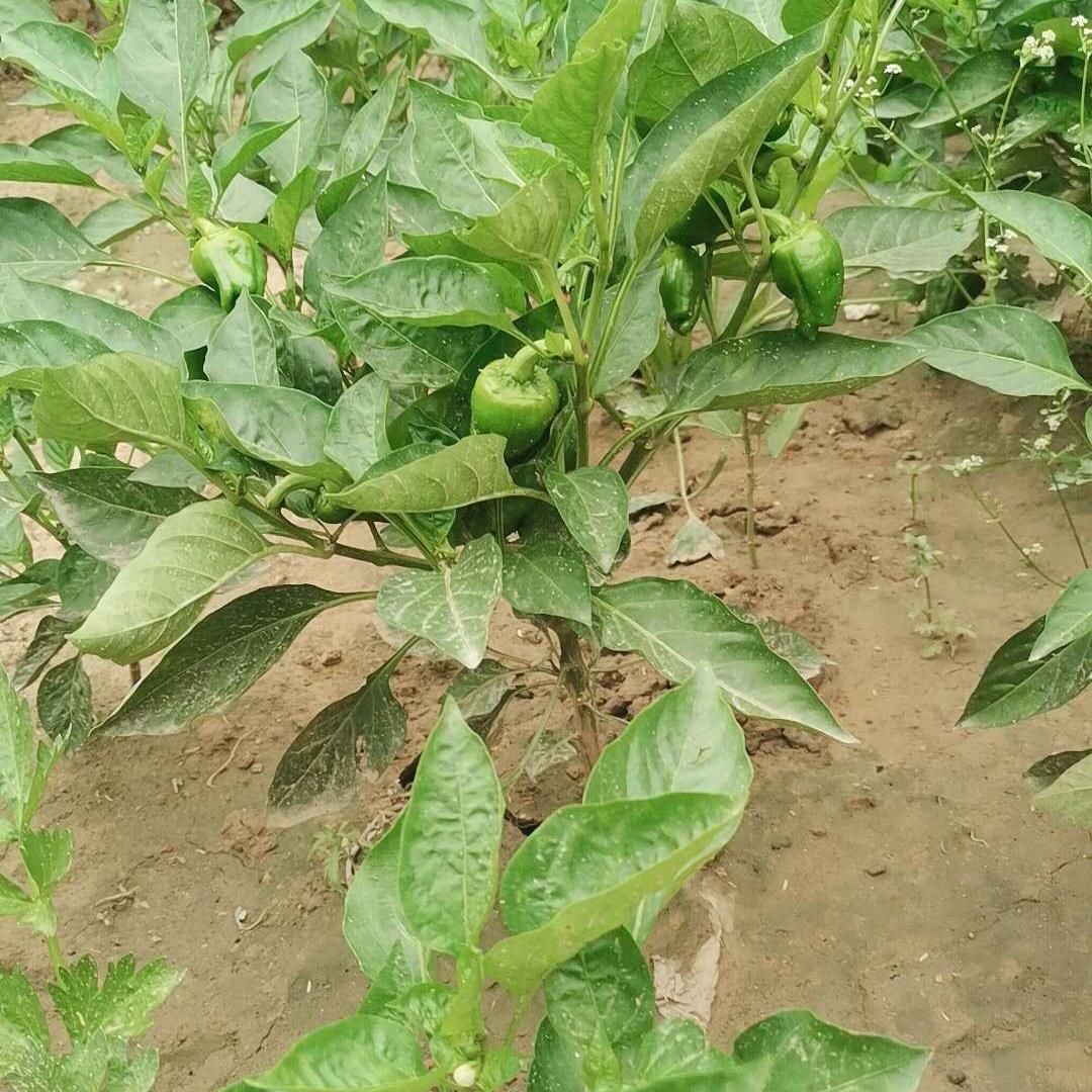 刚发现的屠洪刚