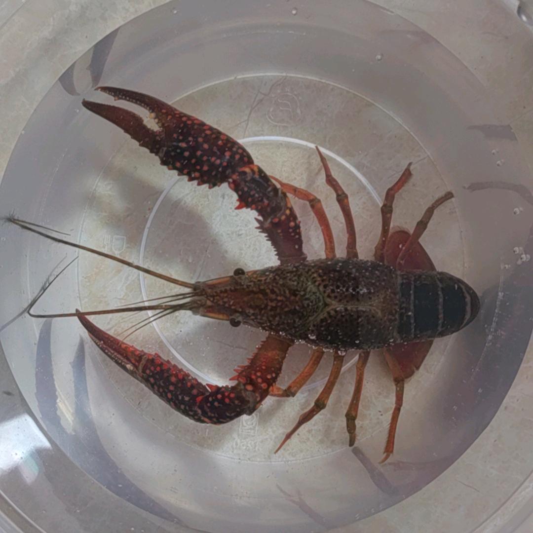 开心程哥