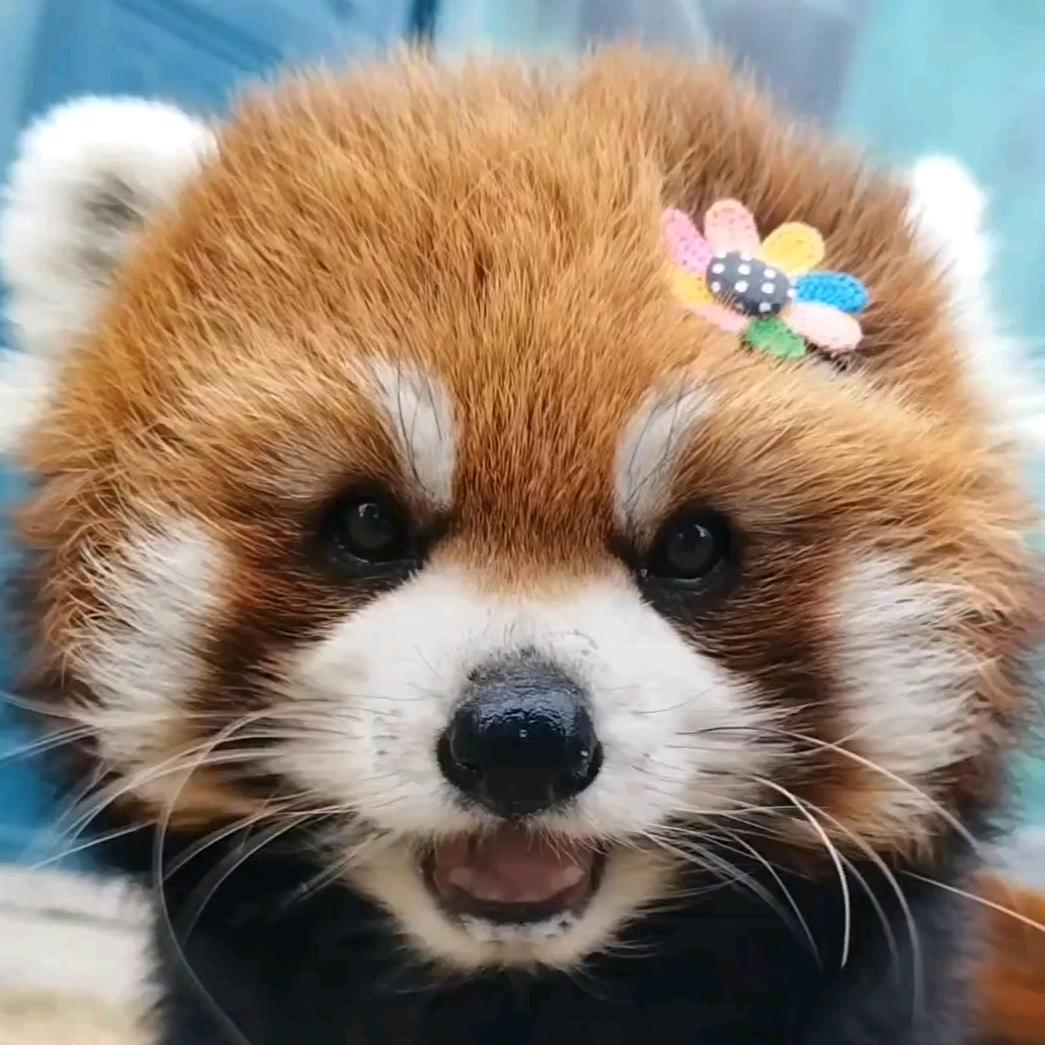 大头嘟嘟和小头奶爸