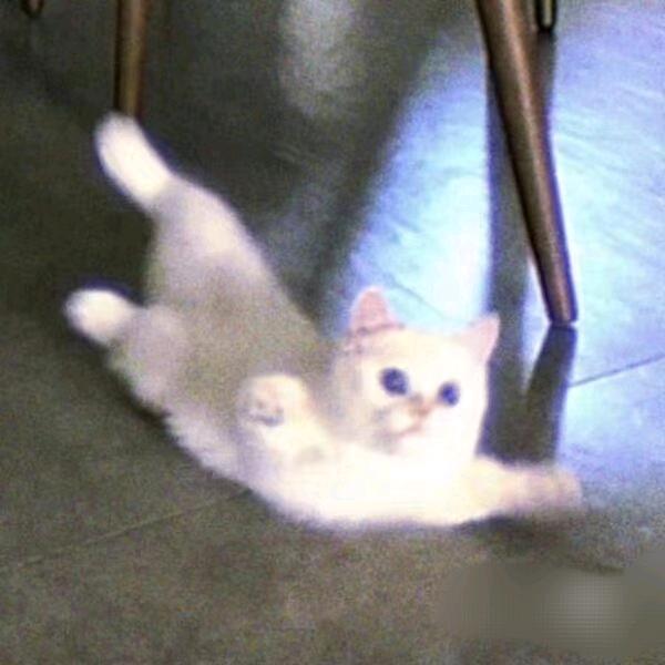爱吃毛烧饼