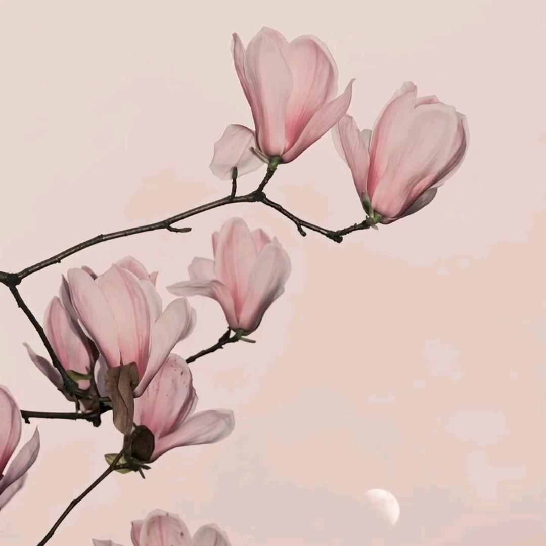 温如言