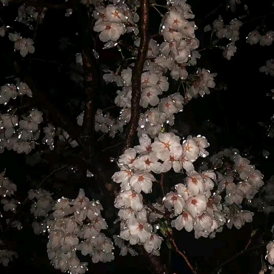 卓迷藏
