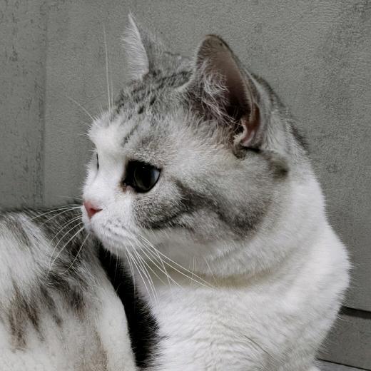 🦉橘诺🔔