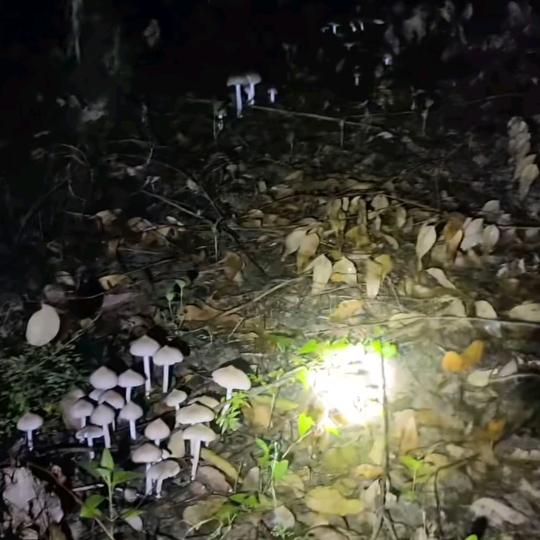 孟龙团