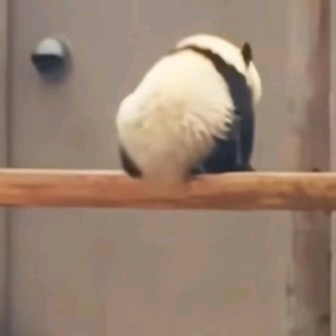 清伊🐒